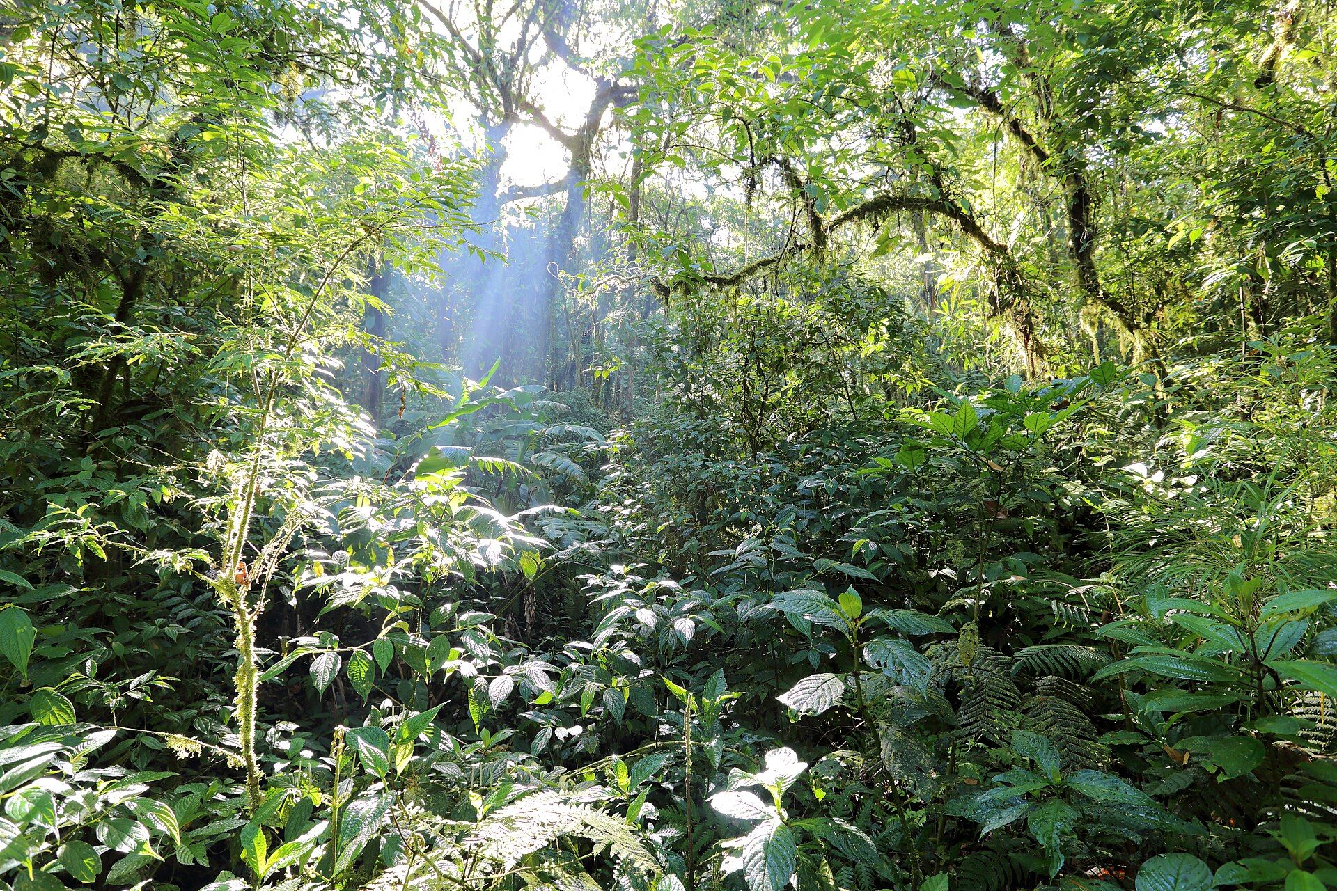 Bosque nuboso de Monteverde entre la niebla