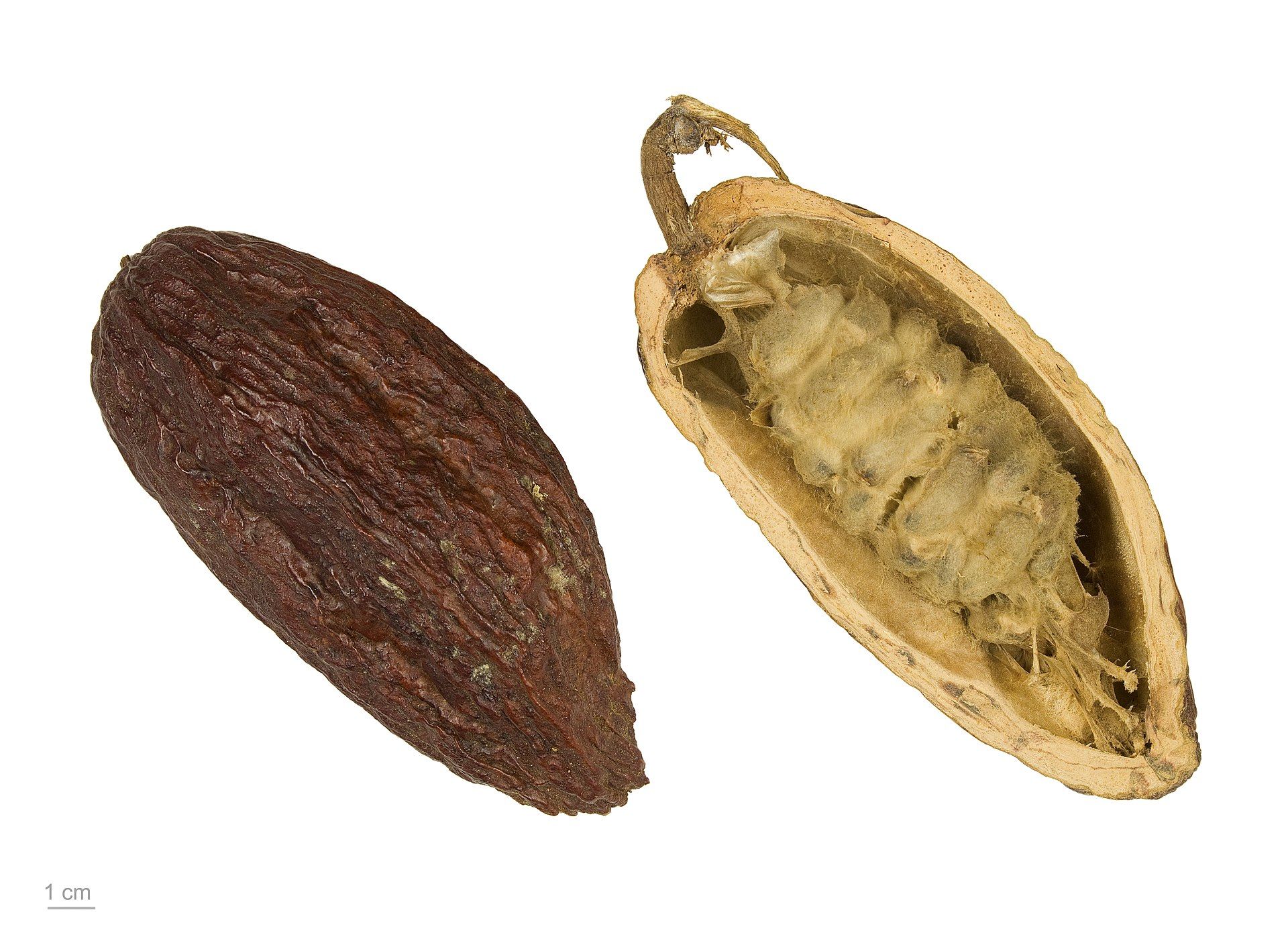 Ruta del cacao y chocolate caribeño