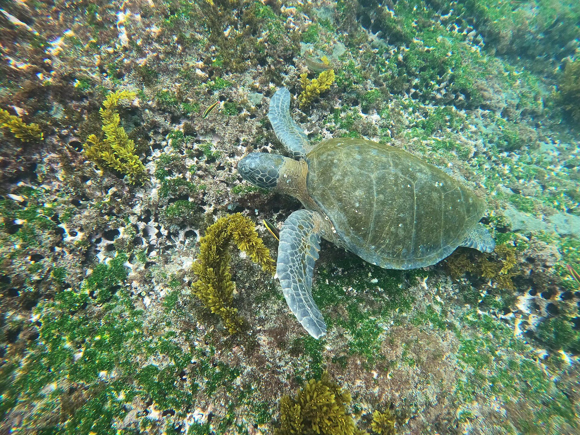 Desove de tortugas verdes (temporada)
