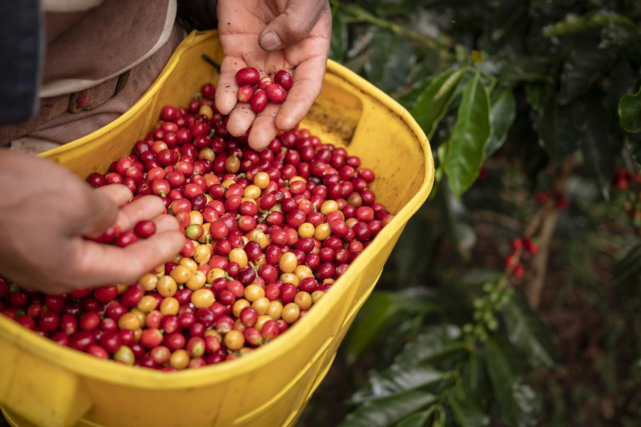 TOUR: EXPERIENCIA DE BAUTIZO CAFETERO - CAFÉ SAN ALBERTO EN BOGOTA